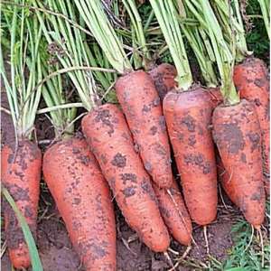 Санта Круз F1 - морковь, 200 000 семян, Seminis (Семинис) Голландия фото, цена